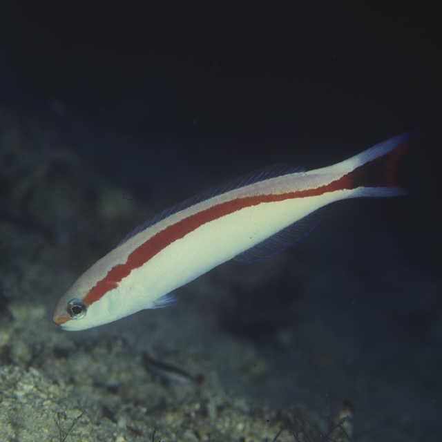 Hoplolatilus marcosi